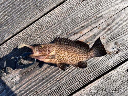 オオモンハタの釣果
