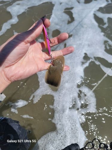 釣果