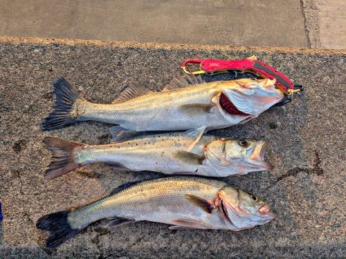 シーバスの釣果