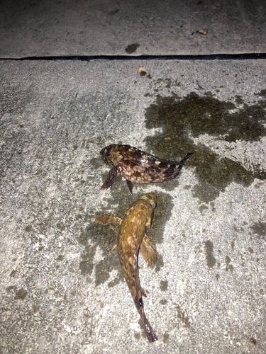 カサゴの釣果