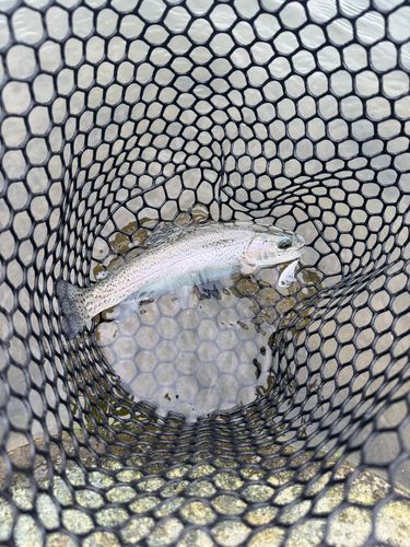 ニジマスの釣果