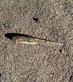 ハゼの釣果