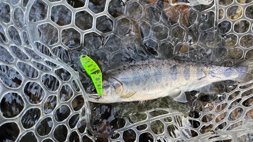 アマゴの釣果