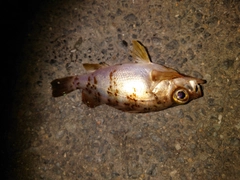 アカメバルの釣果
