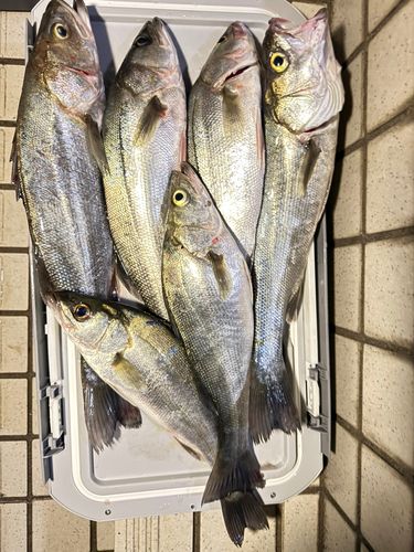 シーバスの釣果