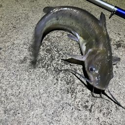 アメリカナマズ