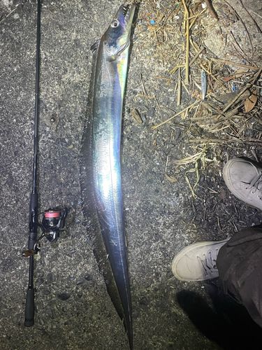 タチウオの釣果