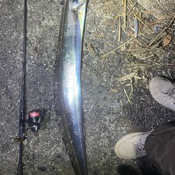 タチウオ