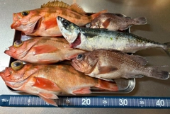 ウスメバルの釣果