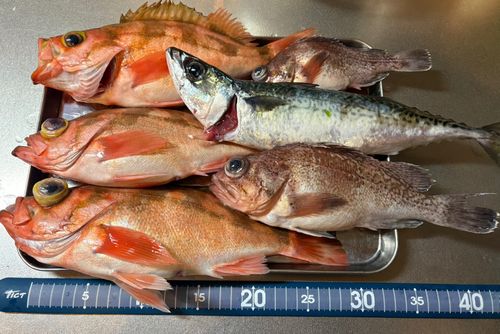 ウスメバルの釣果