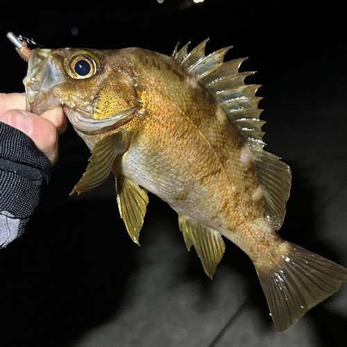 シロメバルの釣果