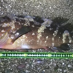 アコウ