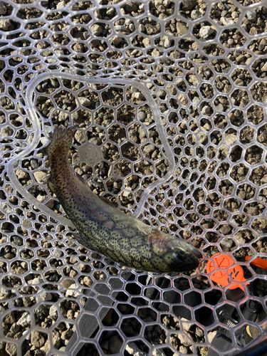 トラウトの釣果
