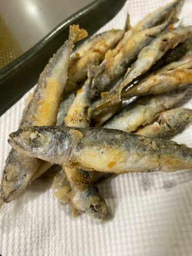サバの釣果