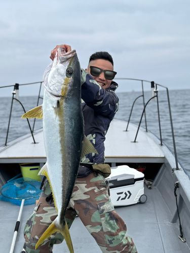 ヒラマサの釣果