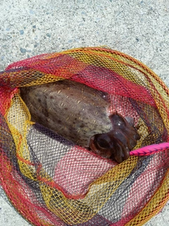 モンゴウイカの釣果