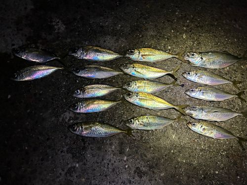 アジの釣果