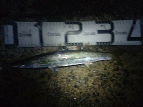カマスの釣果