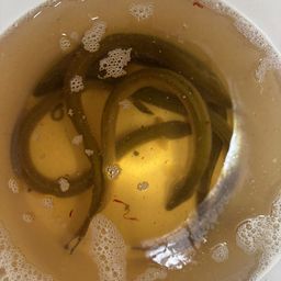 ウナギ