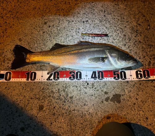 シーバスの釣果