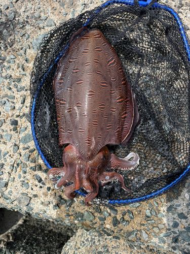 モンゴウイカの釣果