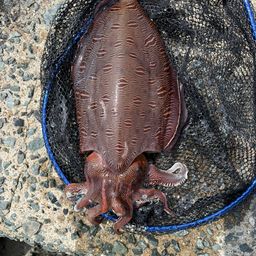 モンゴウイカ