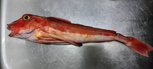 ホウボウの釣果