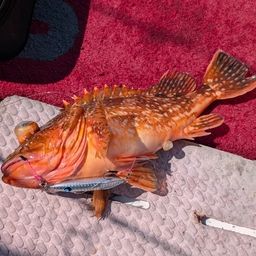 ウッカリカサゴ