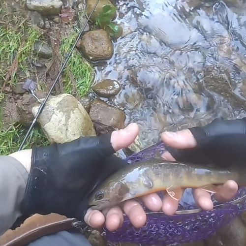 イワナの釣果