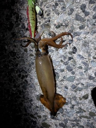 ケンサキイカの釣果