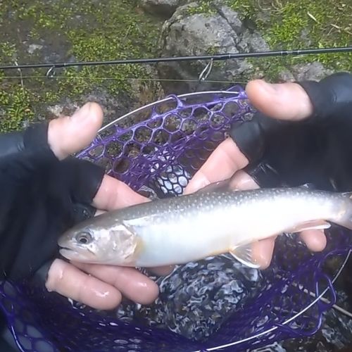 イワナの釣果