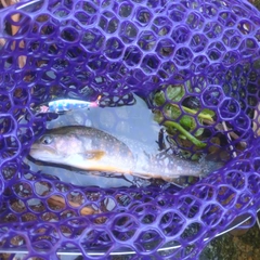 イワナの釣果
