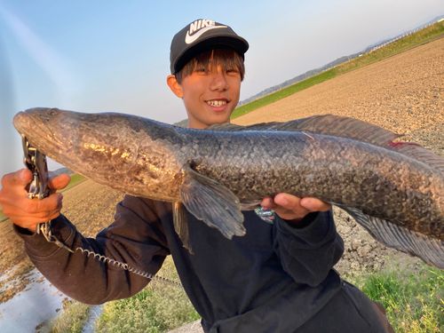 ライギョの釣果