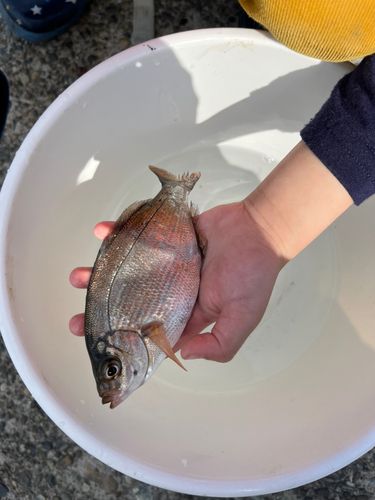 マタナゴの釣果