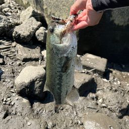 ブラックバス