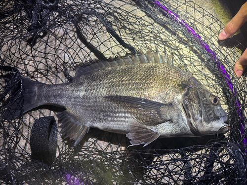 クロダイの釣果