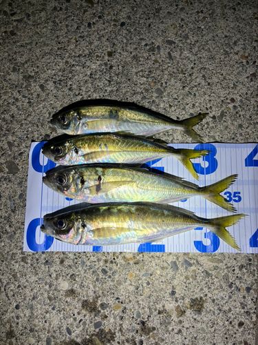 アジの釣果