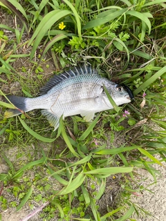 キチヌの釣果