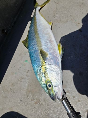 ヒラマサの釣果