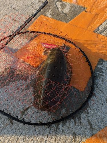 カミナリイカの釣果