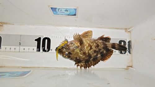 ガシラの釣果