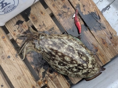 コウイカの釣果