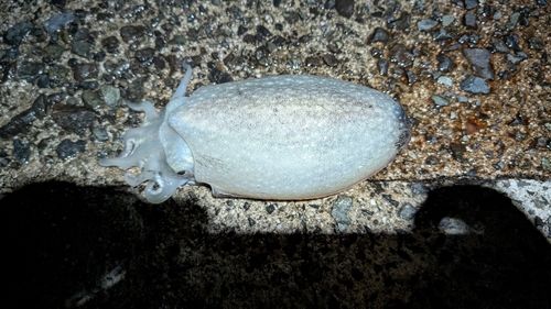 ヤリイカの釣果