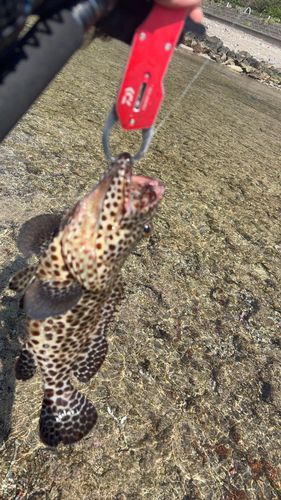 ヒトミハタの釣果