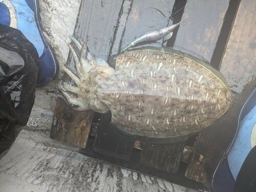 コウイカの釣果