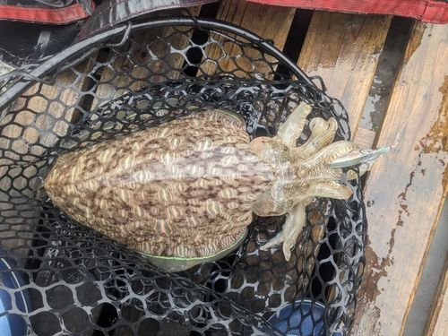 コウイカの釣果