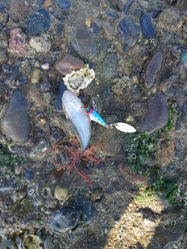 シタビラメの釣果