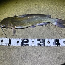 アメリカナマズ