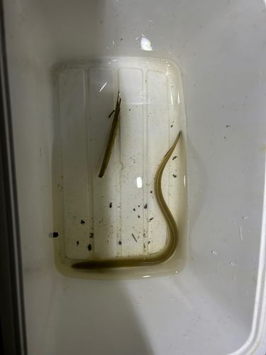 ウナギの釣果