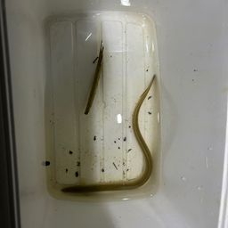 ウナギ
